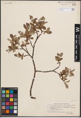 Foto von Salix L.